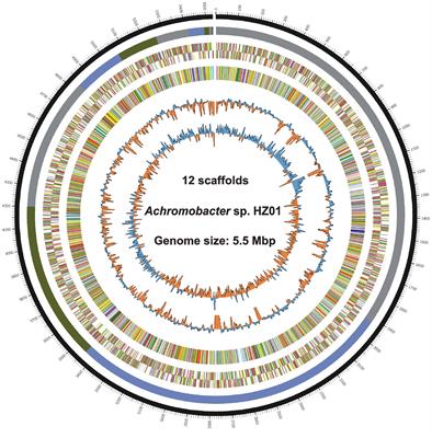 Genome Sequencing Reveals the Potential of Achromobacter sp. HZ01 for Bioremediation